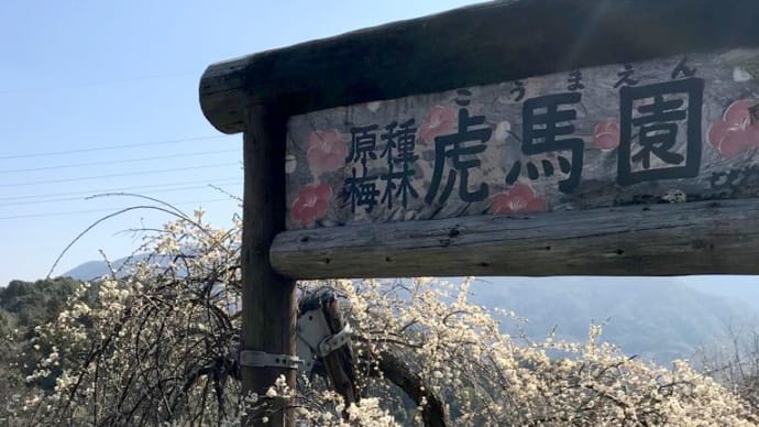 虎馬園　梅林