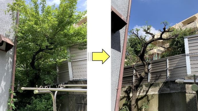 枝が伸びてしまった梅の木剪定作業