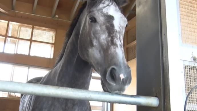 👑👑🐴スプリンターズS & 凱旋門賞 2023