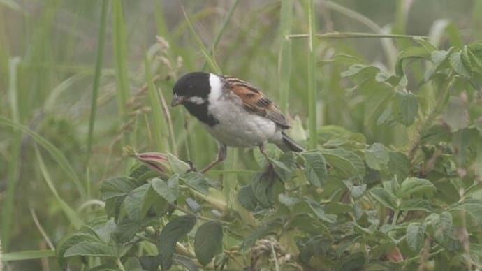 野付半島トドワラの散策