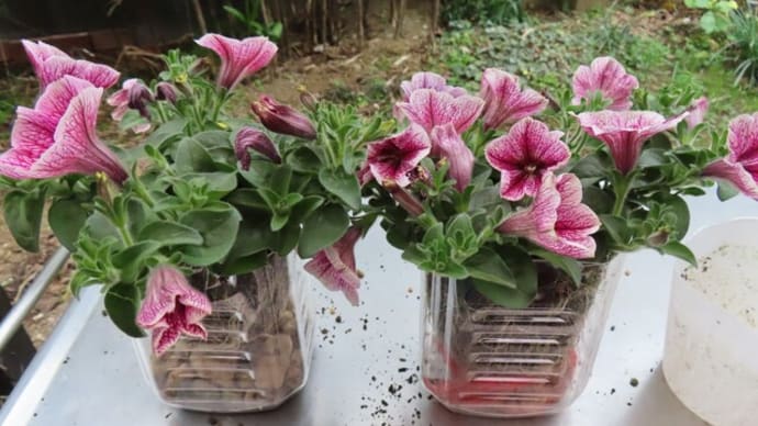 ペチュニアの植え替えと多肉植物