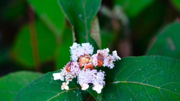 稲穂、タマアジサイと季節外れのクチナシの花（赤塚植物園 2023.9.3撮影）