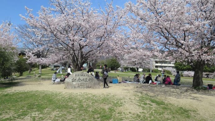 広デイ お花見