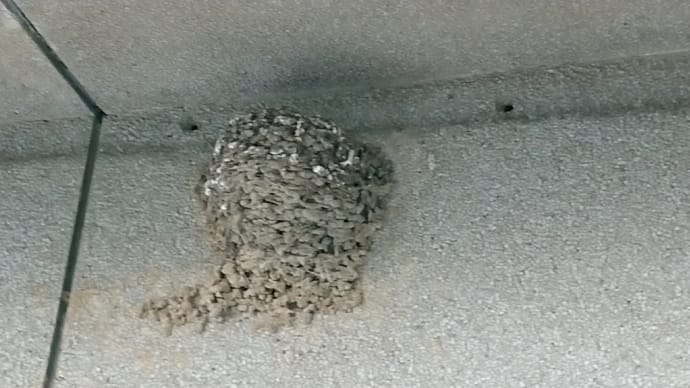 残暑お見舞い申し上げます〜ツバメの巣立ち〜