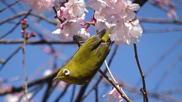 日本の春は三度来るって本当!?