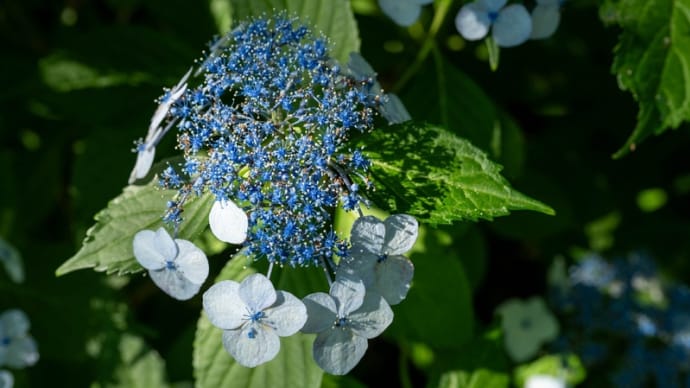 権現堂公園の紫陽花 その9