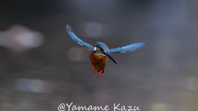 いつもカワセミのホバリング2
