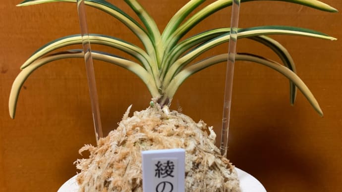 綾の白扇