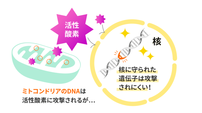 あれってそれってどういう出会い順だったっけ ~ 細胞に取り込まれて機能化したもの