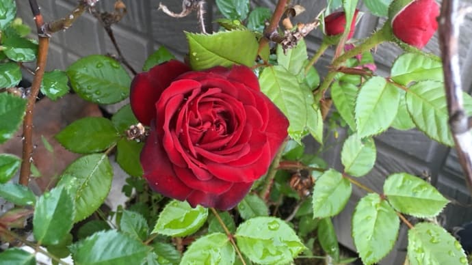 薔薇が咲いた