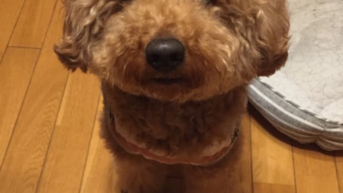 昼顔の感想