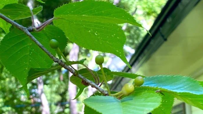 Tue '22/05/24 今日も楽譜と格闘…