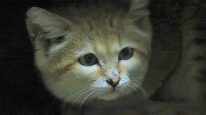 そうだ!那須どうぶつ王国に行こう!(その2)いきなりスナネコ!