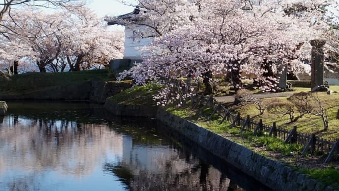 桜・松前公園2021年4月26日