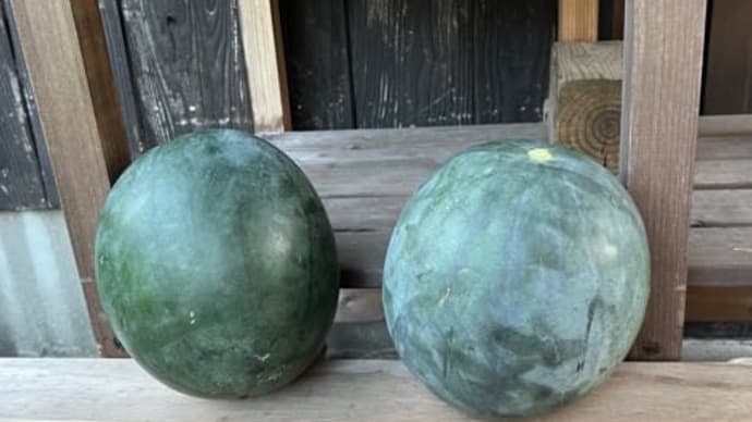 今年の西瓜・・・３度目の苗からやっと収穫