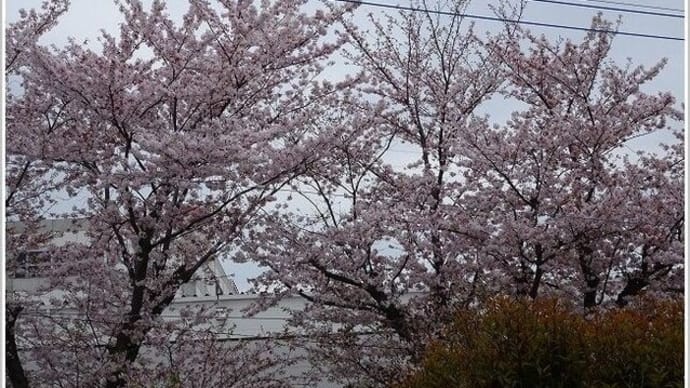 2階のベランダからお花見~アップルゼラニウム等々~