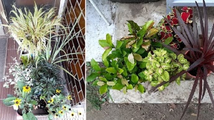 この秋に植える花苗たち*ルドベキアタカオや黒葉ダリアなど見切り品で安く買えたとです(*^^)v
