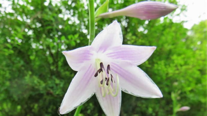 plantain lily