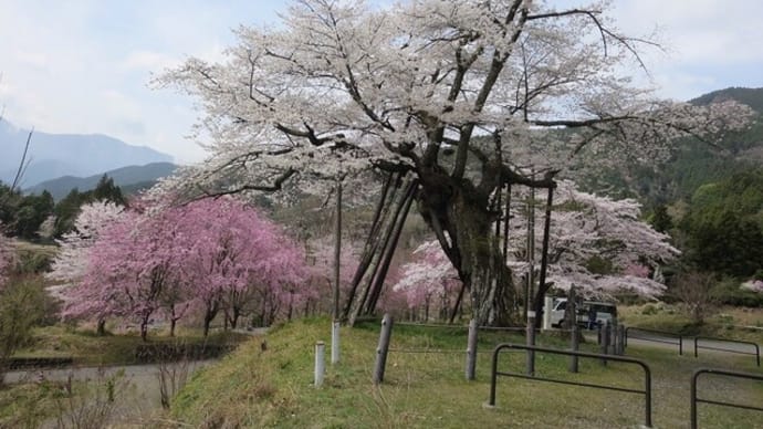 千年桜（樹齢６００年）満開です！