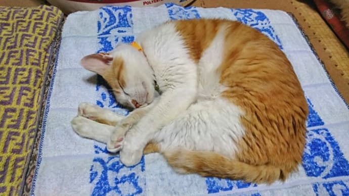 9月23日(木) 猫の麦とごまの日常日記