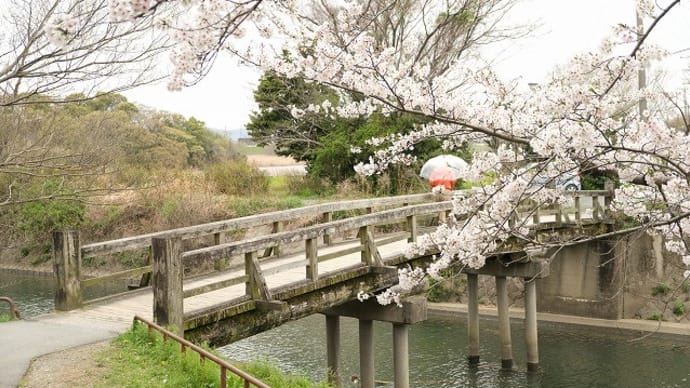 桜花@豊橋公園