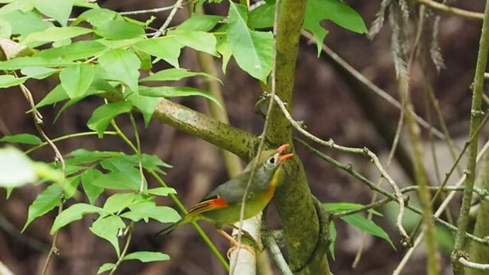 ６月１２日の鳥撮り散歩・・・