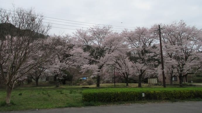 今年の桜を見逃してしまったあなたへ