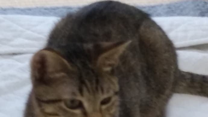 今度こそ家族になれるといいね😺💕