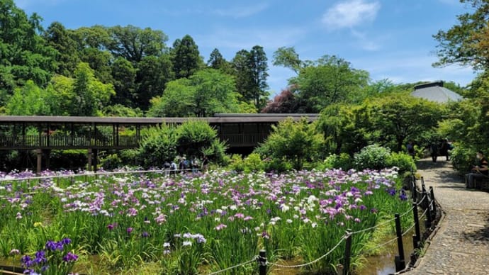 紫陽花と花菖蒲の季節ですね