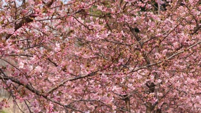 川津桜は7分咲き
