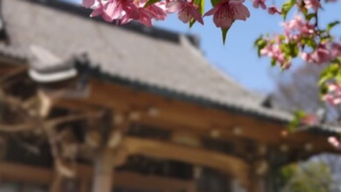 弥生十日。my桜さんぽ①桜色から葉っぱ色にバトンタッチ