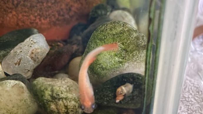メダカの寿命