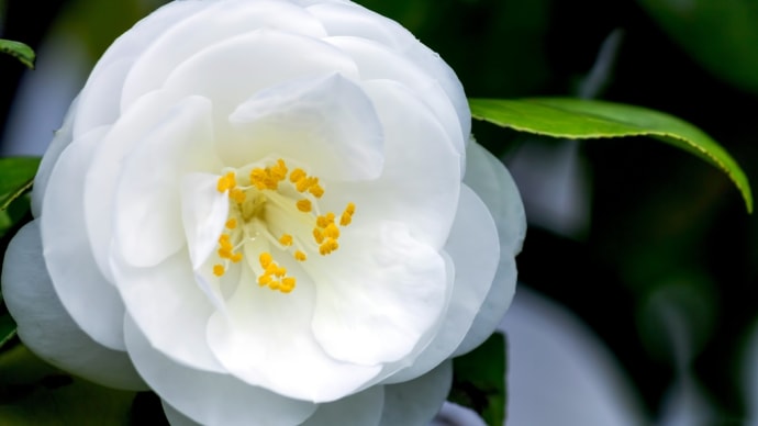 白と赤の椿の花