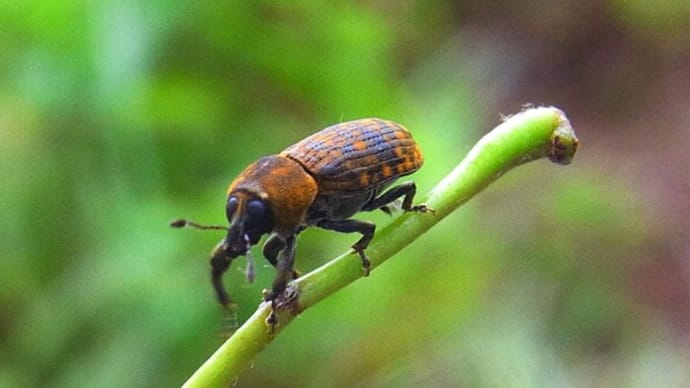 ツツゾウムシだな?:口吻のるつぼたち③