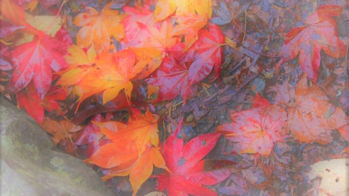 落葉錦、奥多摩×東京紅葉