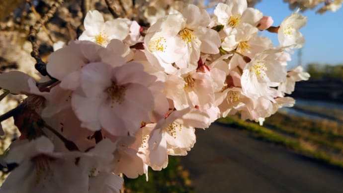 2022 私的桜開花標準木 その29