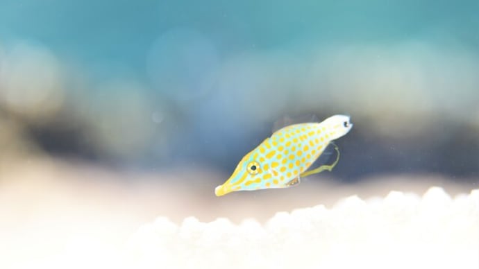 癒しの海でまったり水中マクロ撮影!!、8月9日の海。☆