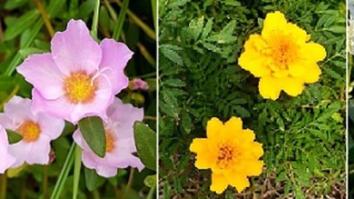 畑のマリーゴールドやポーチュラカや仙人草の花と野菜の苗を植え付けたとですッ(*^^)v