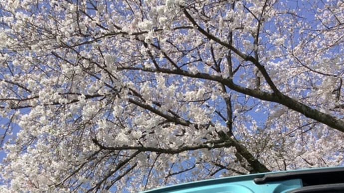 ⭐︎お花見へ⭐︎