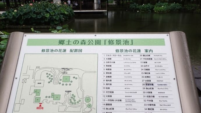 早朝の花蓮