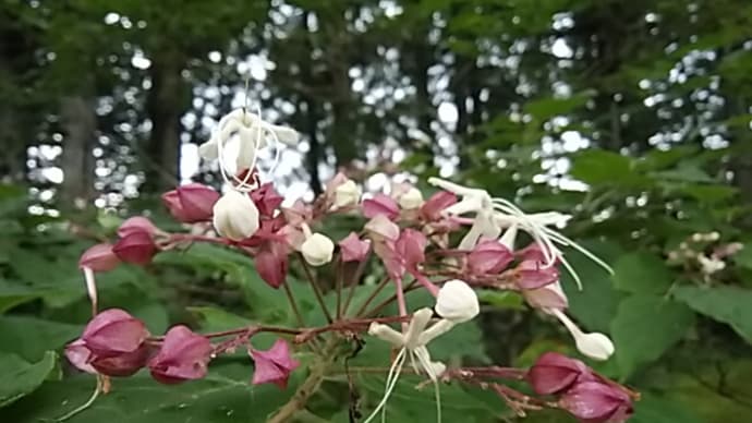 北原白秋／小笹吹く風のほとりや男郎花(をとこへし)