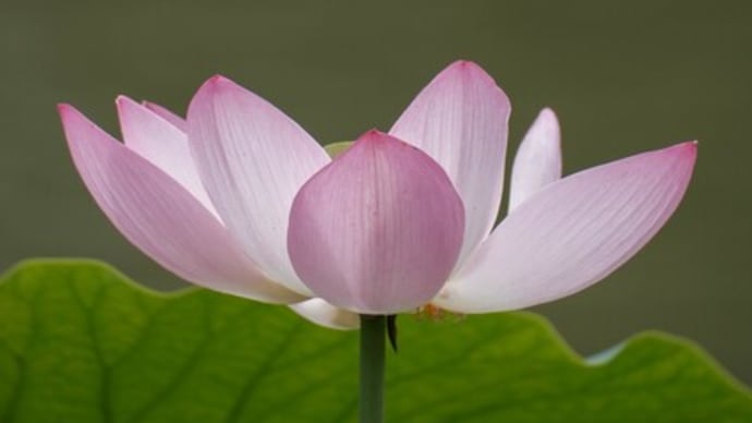 【大賀ハス】千葉公園の古代蓮大賀ハスを見に行ってきた Went to see Oga Lotus Flowers at Chiba Park in Chiba City【X-H2/4K】