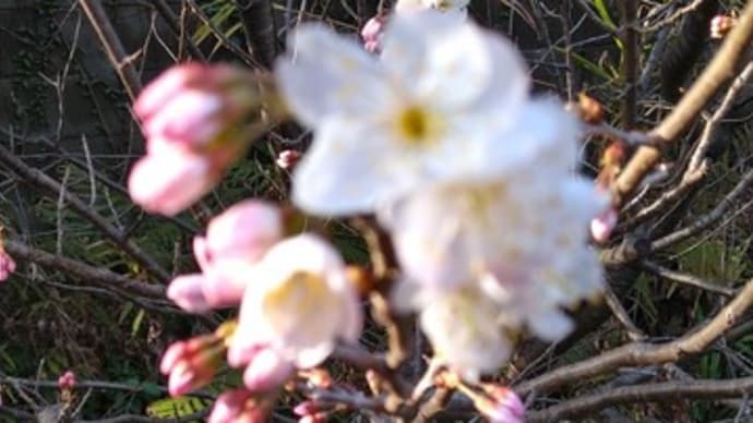 春とは言え北風が冷たかった!