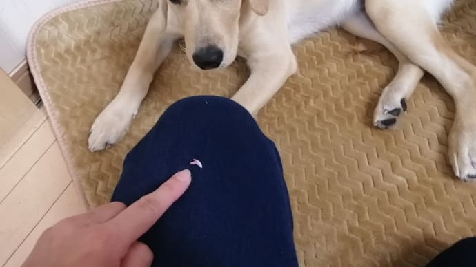11月1日(月) 続・胃腸の調子がイマイチ&左上犬歯GET♡ 13.0kg