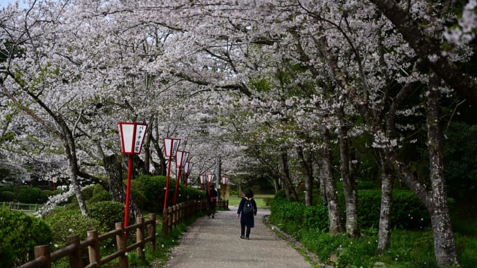 ◆桜吹雪となるも、まだ見頃の範囲(茂原公園)