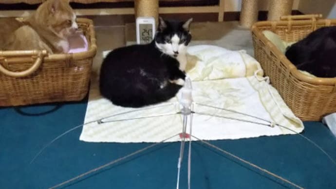簡易猫テント