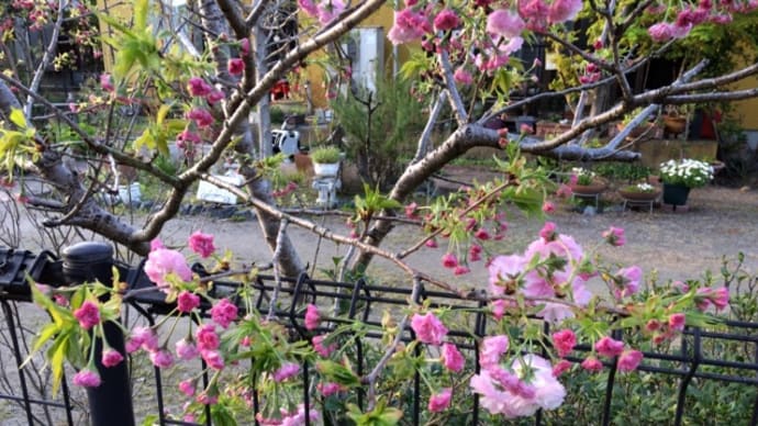 我が家の「枝垂れ桜」も咲いております！