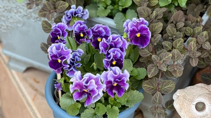 今のお気に入りの花/*ヌーヴェルヴァーグ*いよいよ園芸店にお目見え/ベラボンのリサイクル