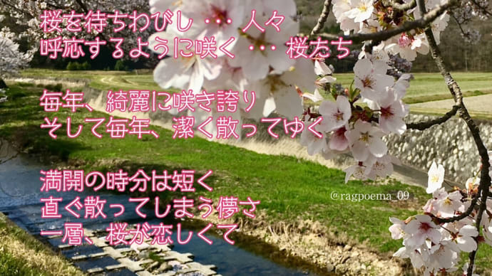 桜 ／ ラグの詩