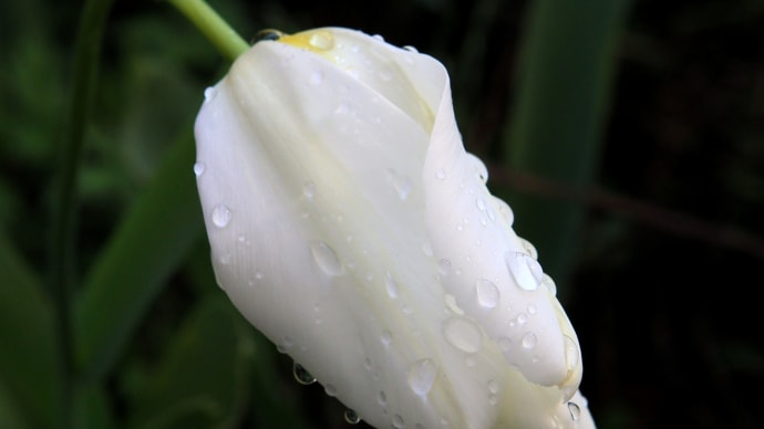 雨の日のチューリップ2